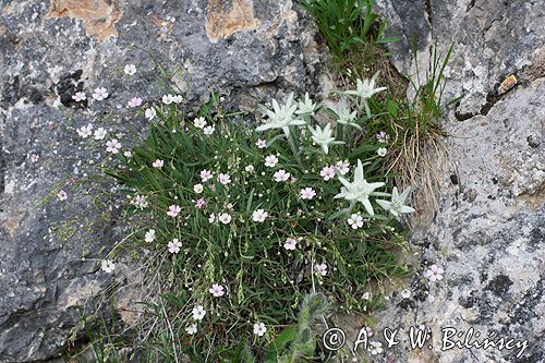 szarotka alpejska Leontopodium alpinum