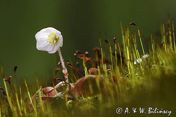 Szczawik zajęczy, Oxalis acetosella