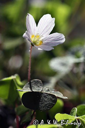 Szczawik zajęczy, Oxalis acetosella