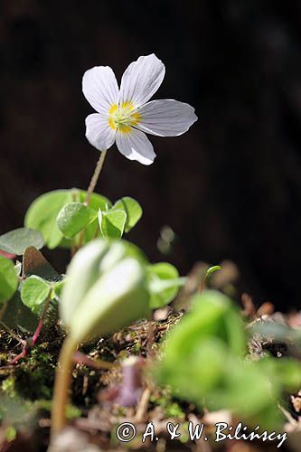 Szczawik zajęczy, Oxalis acetosella