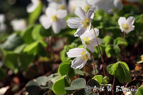 Szczawik zajęczy, Oxalis acetosella