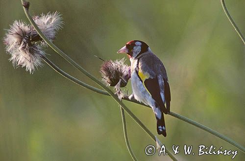 szczygieł, Carduelis carduelis