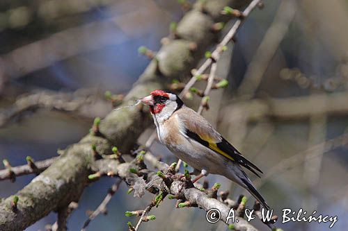 Szczygieł Carduelis carduelis)