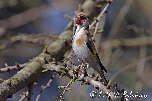 Szczygieł Carduelis carduelis)