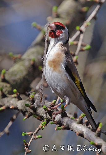 Szczygieł Carduelis carduelis)