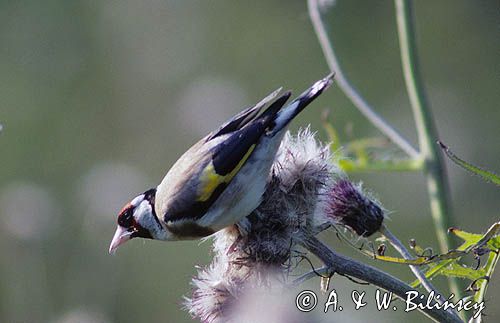 szczygieł, Carduelis carduelis