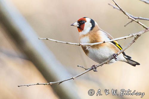 Szczygieł, Carduelis carduelis