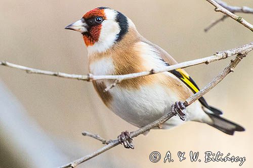 Szczygieł, Carduelis carduelis