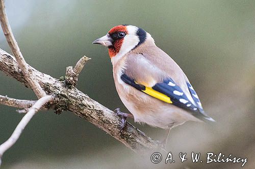 Szczygieł, Carduelis carduelis