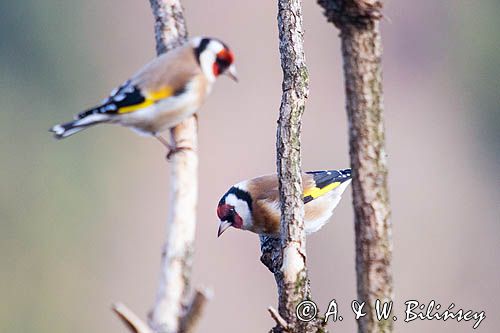 Szczygieł, Carduelis carduelis