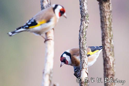 Szczygieł, Carduelis carduelis