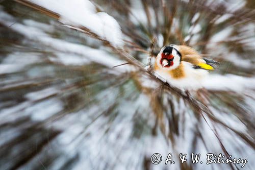 Szczygieł, Carduelis carduelis