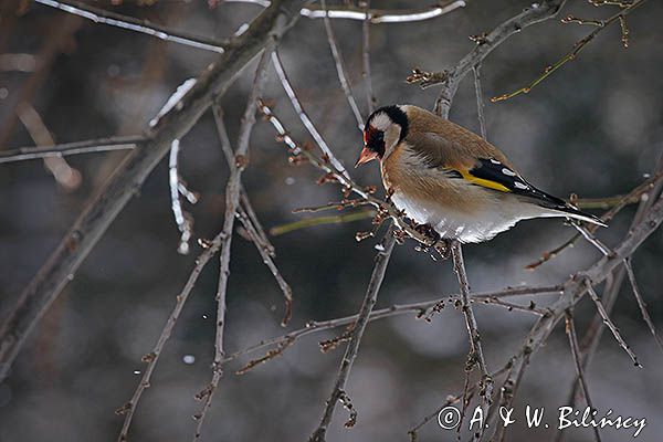 Szczygieł, Carduelis carduelis