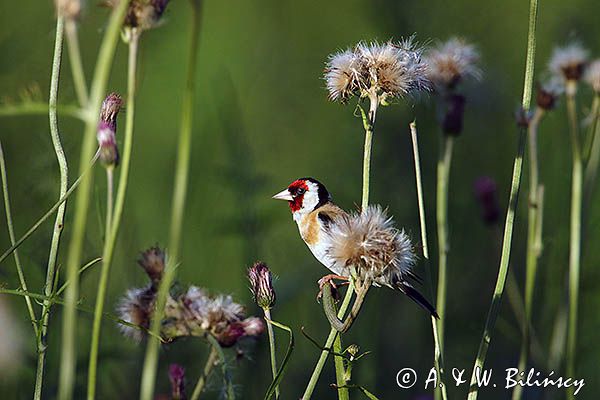 Szczygieł, Carduelis carduelis