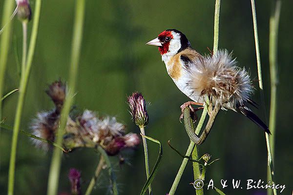 Szczygieł, Carduelis carduelis