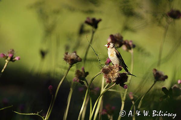 Szczygieł, Carduelis carduelis