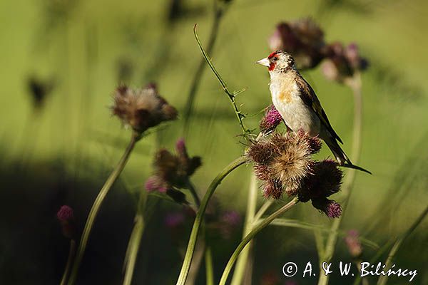 Szczygieł, Carduelis carduelis