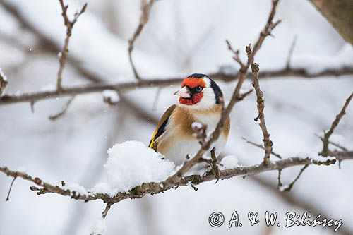 Szczygieł, Carduelis carduelis