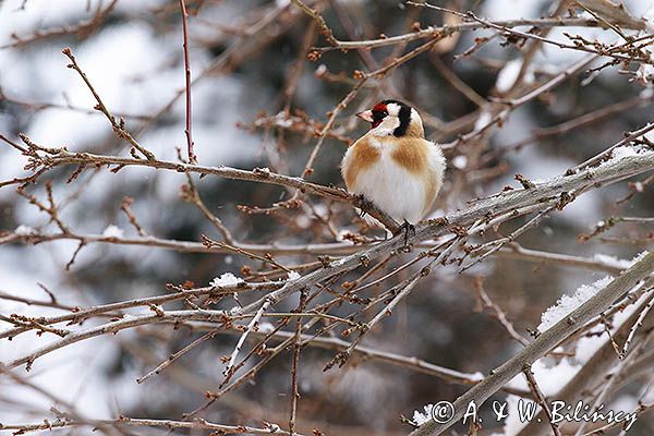 Szczygieł, Carduelis carduelis