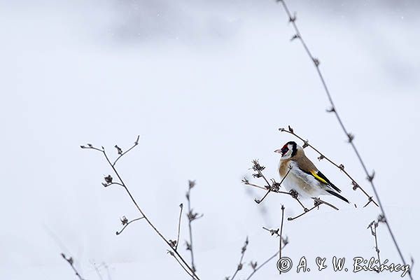 Szczygieł, Carduelis carduelis