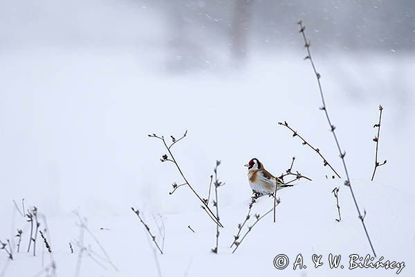 Szczygieł, Carduelis carduelis