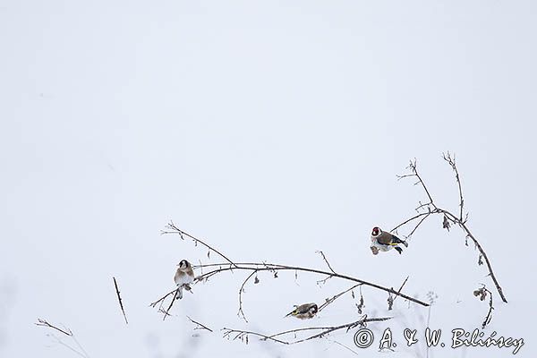 Szczygły, Carduelis carduelis