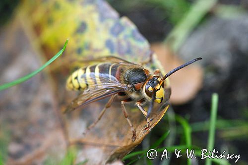 Szerszeń Vespa crabro) ,