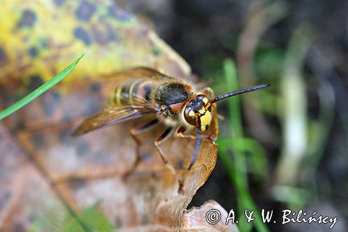 Szerszeń Vespa crabro) ,