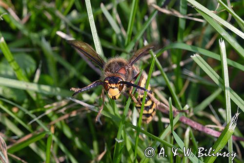 Szerszeń Vespa crabro) ,