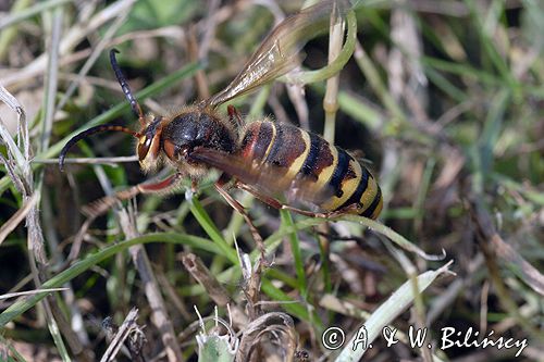 Szerszeń Vespa crabro) ,