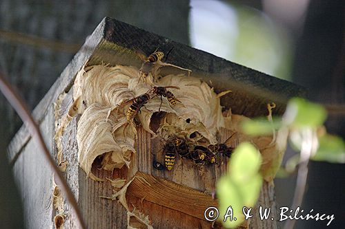 Szerszeń Vespa crabro) , gniazdo w budce dla ptaków