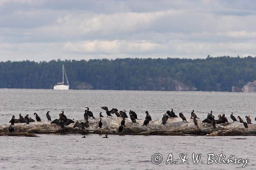 kormorany czarne w okolicy wyspy Rano, Szkiery Szwedzkie, Archipelag Sztokholmski, Szwecja