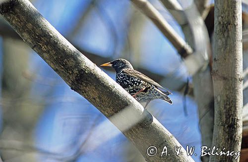 szpak, Sturnus vulgaris