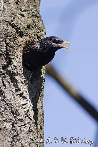 Szpak Sturnus vulgaris) .