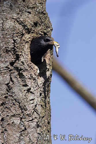 Szpak Sturnus vulgaris) .