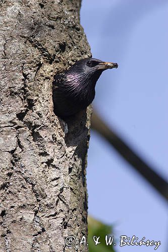 Szpak Sturnus vulgaris) .