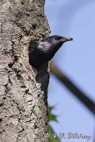 Szpak Sturnus vulgaris) .