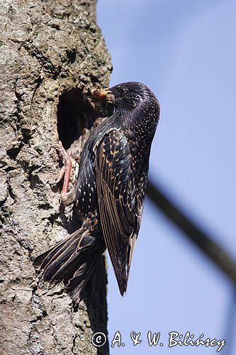 Szpak Sturnus vulgaris) .