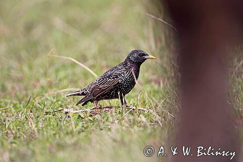 Szpak Sturnus vulgaris) .