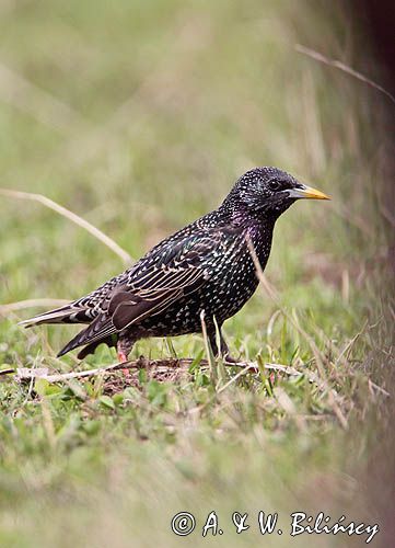 Szpak Sturnus vulgaris) .