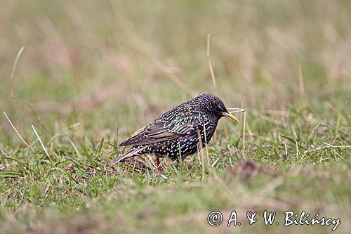 Szpak Sturnus vulgaris) .