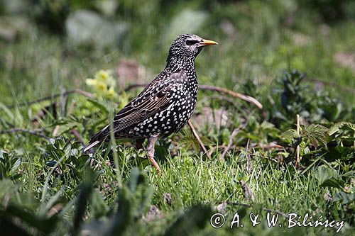 Szpak, Sturnus vulgaris