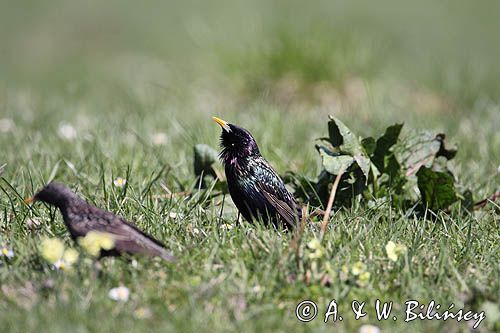 Szpak, Sturnus vulgaris