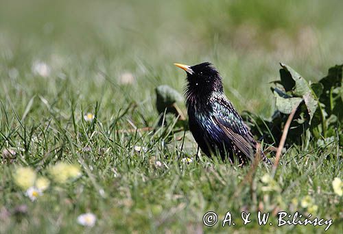 Szpak, Sturnus vulgaris