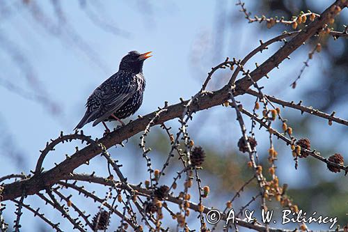 Szpak, Sturnus vulgaris