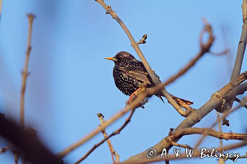 Szpak, Sturnus vulgaris