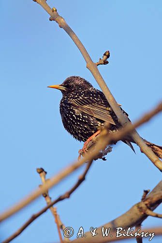 Szpak, Sturnus vulgaris