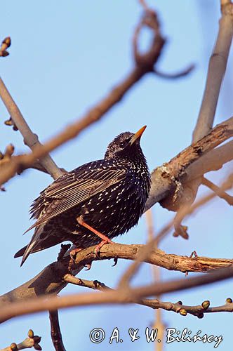 Szpak, Sturnus vulgaris