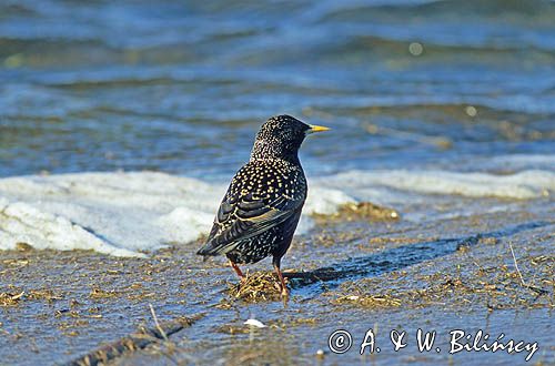 szpak, Sturnus vulgaris