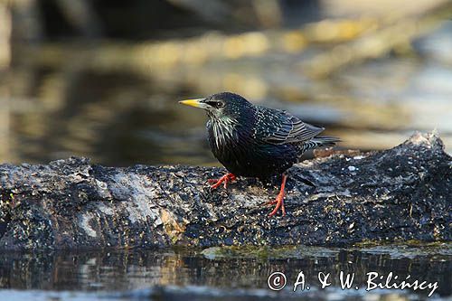 Szpak, Sturnus vulgaris